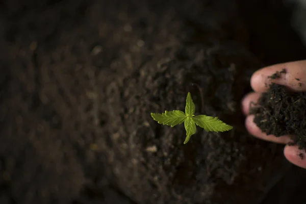 Mână Care Deține Ușor Sol Bogat Pentru Plantele Sale Marijuana — Fotografie, imagine de stoc
