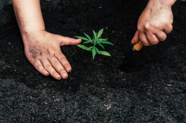 Yavaşça onun esrar bitkiler için zengin toprak tutan el