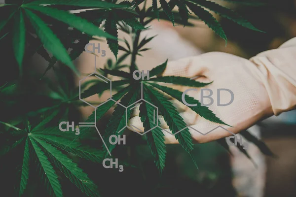 Formulation of the CBD industry, cannabis industry, growth of cannabis, pharmaceutical business, CBD and THC elements in marijuana, cannabis and medical marijuana