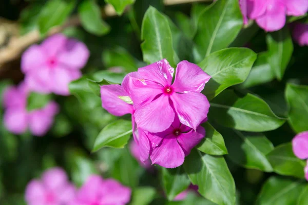 Schöne Und Farbenfrohe Blumen Strauch — Stockfoto