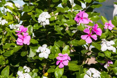 Yeşil yaprakları ile bir çalı güzel egzotik eflatun ve beyaz çiçekler 