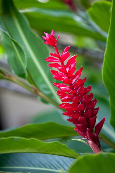 Red Exotic Flower Lot Green Leaves — Stock Photo, Image