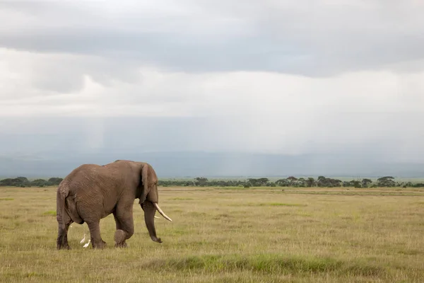 Fil Çok Bulutlu Bir Günde Savannah Kuşlar Ile Yürüyor — Stok fotoğraf