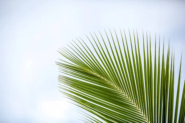 A palm leave in front of a blue sky