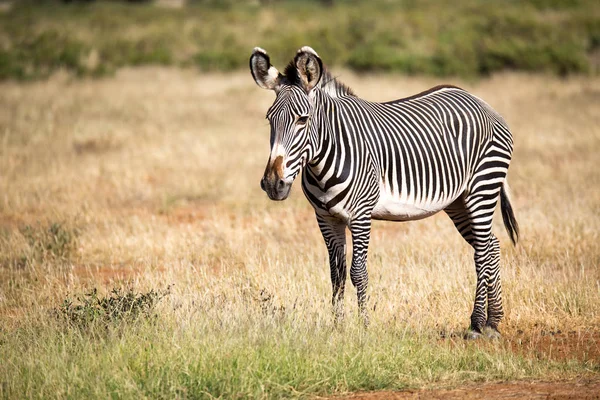 Grevy Zebra Samburu Stojí Pastvinách Savaně — Stock fotografie