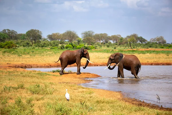 Des Éléphants Dans Savane Près Trou Eau Viennent Boire — Photo