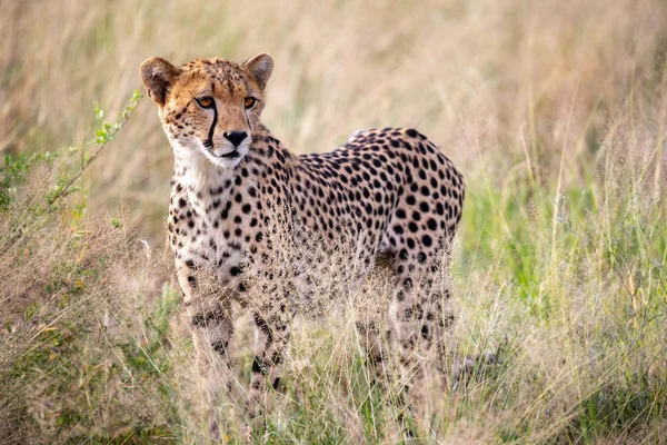 Bellissimo Ghepardo Nell Erba Della Savana Sta Guardando Qualcosa — Foto Stock