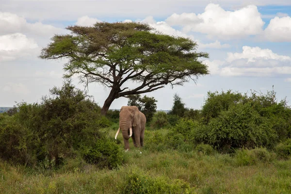 大象站在树下的大草原上观看 — 图库照片