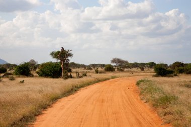 Bir sürü ağaç ve yeşil bitkilerle dolu ovalarda kırmızı toprakla kaplı bir yol.