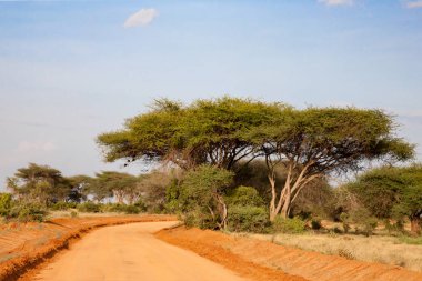 Bir sürü ağaç ve yeşil bitkilerle dolu ovalarda kırmızı toprakla kaplı bir yol.