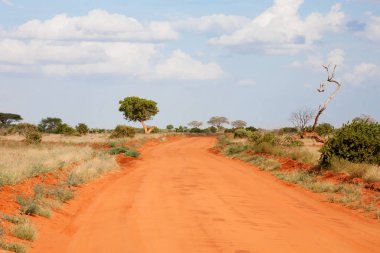 Bir sürü ağaç ve yeşil bitkilerle dolu ovalarda kırmızı toprakla kaplı bir yol.