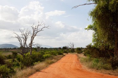 Bir sürü ağaç ve yeşil bitkilerle dolu ovalarda kırmızı toprakla kaplı bir yol.