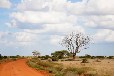 Bir sürü ağaç ve yeşil bitkilerle dolu ovalarda kırmızı toprakla kaplı bir yol.