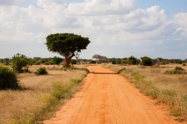 Bir sürü ağaç ve yeşil bitkilerle dolu ovalarda kırmızı toprakla kaplı bir yol.