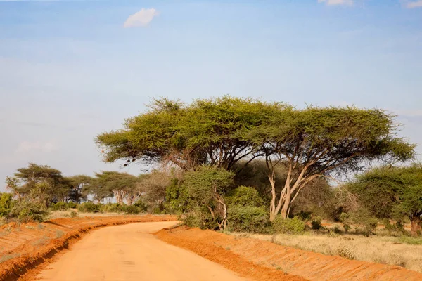 Bir sürü ağaç ve yeşil bitkilerle dolu ovalarda kırmızı toprakla kaplı bir yol.