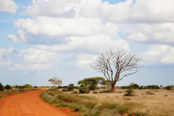 Bir sürü ağaç ve yeşil bitkilerle dolu ovalarda kırmızı toprakla kaplı bir yol.