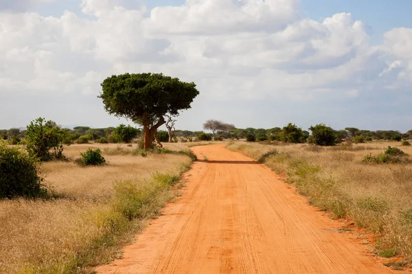Bir sürü ağaç ve yeşil bitkilerle dolu ovalarda kırmızı toprakla kaplı bir yol.