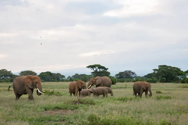 サバンナの草原の象の多く — ストック写真