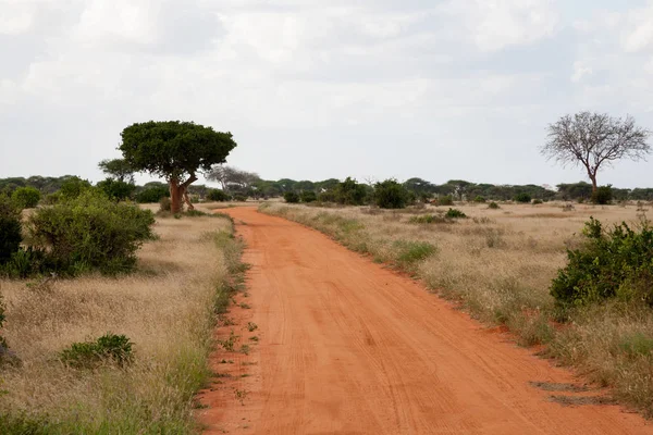 Chemin Avec Sol Rouge Travers Savane Avec Beaucoup Arbres Plantes — Photo