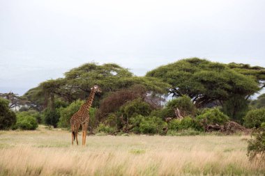 Bir zürafa bitkiler arasında savannah içinde yürüyor
