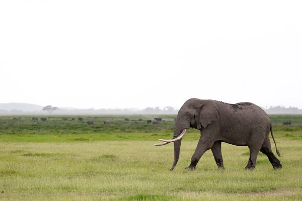 Kenya Daki Bir Milli Parkın Savanasında Bir Fil — Stok fotoğraf