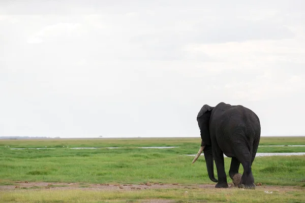 在肯尼亚国家公园的草原上的大象 — 图库照片