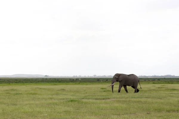 Éléphant Dans Savane Parc National Kenya — Photo