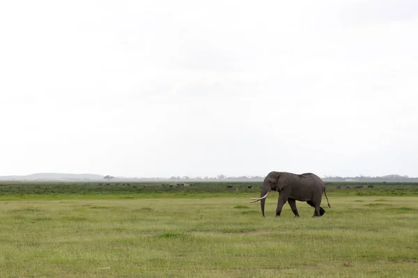 Elefante Sabana Parque Nacional Kenia —  Fotos de Stock