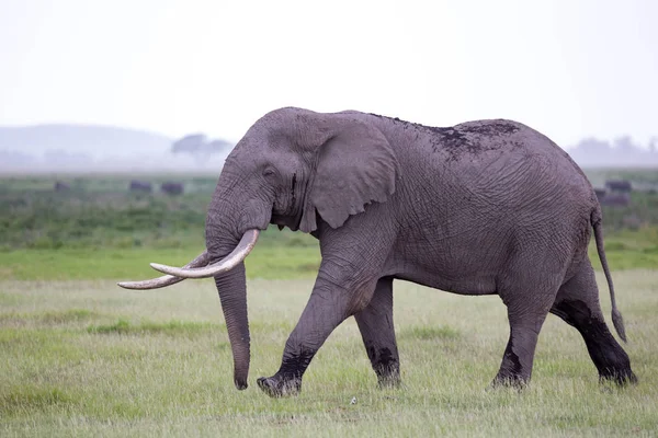 Kenya Daki Bir Milli Parkın Savanasında Bir Fil — Stok fotoğraf