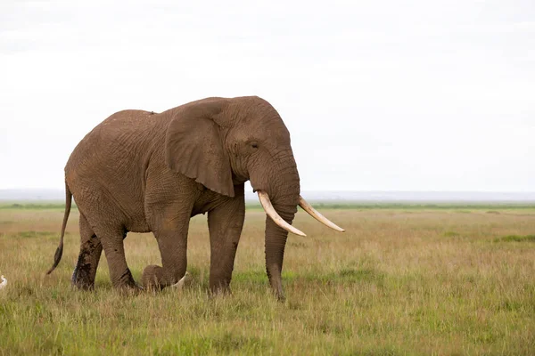 Ein Elefant Der Savanne Eines Nationalparks Kenia — Stockfoto