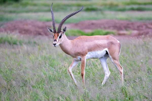 Une Antilope Tient Entre Les Plantes Savane — Photo