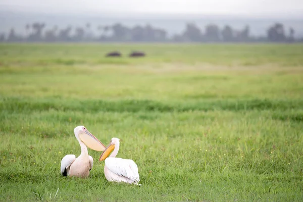 Pelican Birds Standing Green Grass — Stock Photo, Image