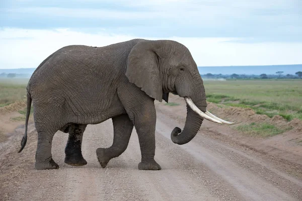 Ein Elefant Der Savanne Eines Nationalparks Kenia — Stockfoto