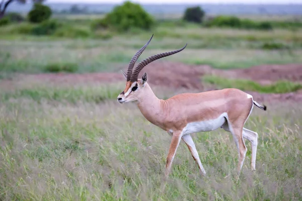 Eine Antilope Steht Zwischen Den Pflanzen Der Savanne — Stockfoto