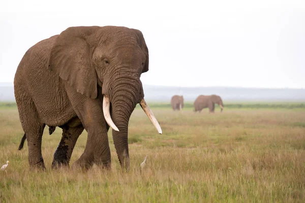 ケニアの国立公園のサバンナの象 — ストック写真
