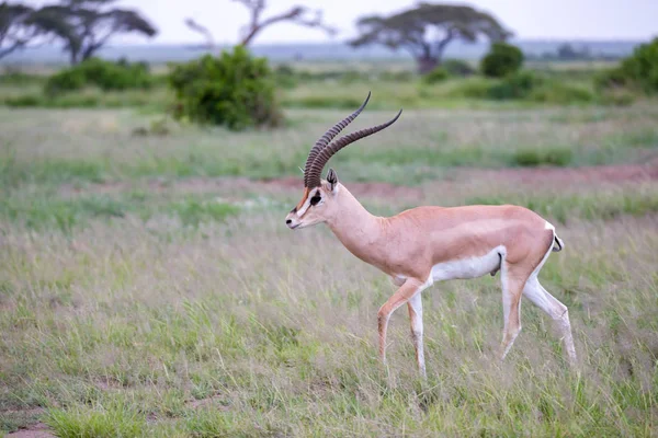 Una Antilope Piedi Tra Piante Nella Savana — Foto Stock