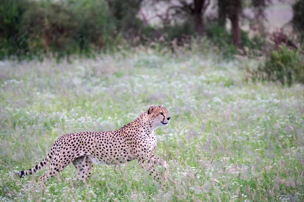 Guépard Dans Les Prairies Parc National Kenya — Photo
