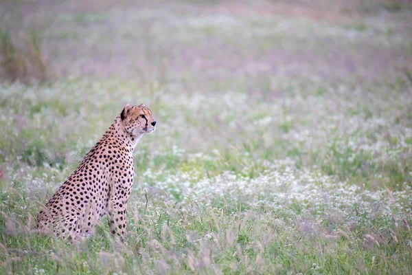 Guépard Dans Les Prairies Parc National Kenya — Photo