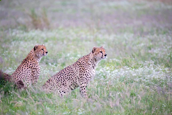 Cheetah Prado Parque Nacional Quênia — Fotografia de Stock