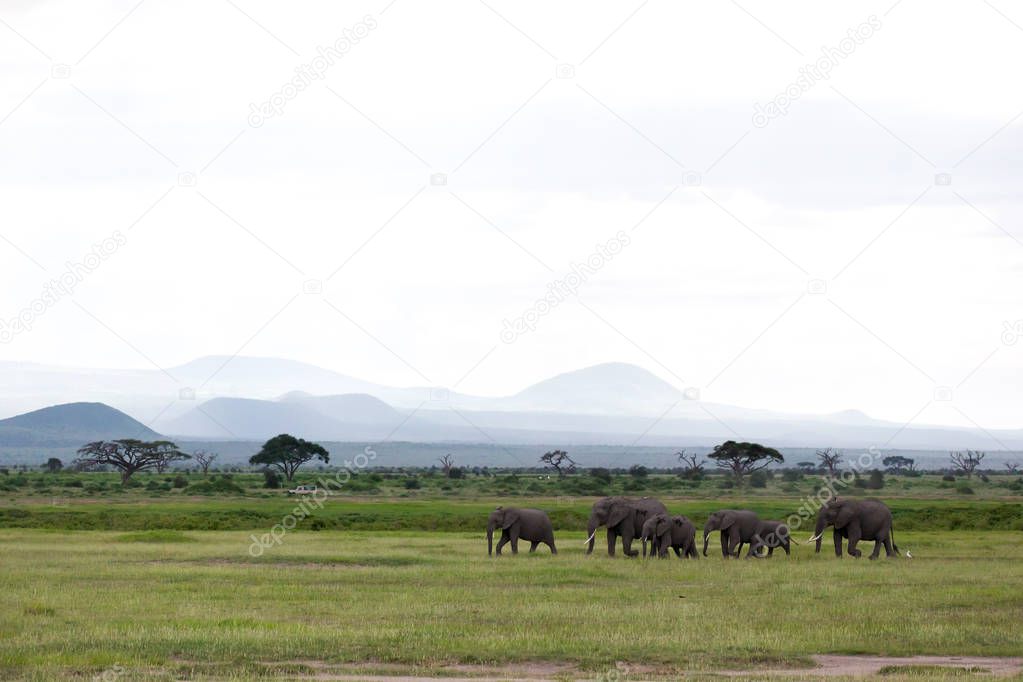 Family of elephants is walking in the national park 