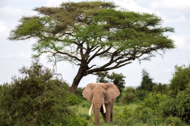 Kenya 'daki bir milli parkın savanasında bir fil.