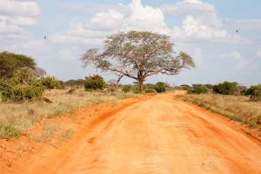 Kırmızılı ve bir sürü bitkisi olan bozkırda 