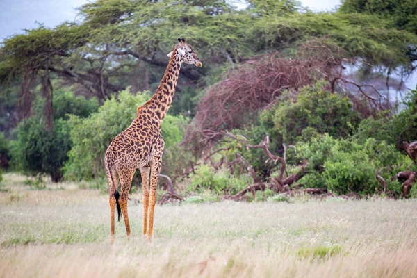 Een Giraf Loopt Savanne Tussen Planten — Stockfoto