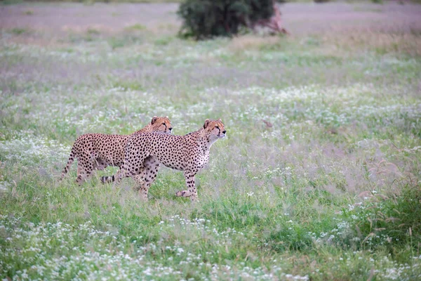 Geparden Auf Der Weide Nationalpark Kenia — Stockfoto