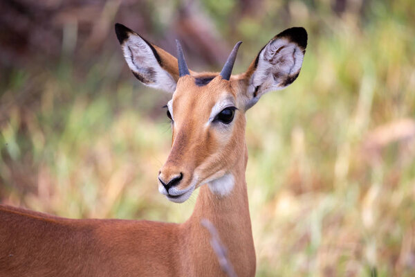 Одна антилопа стоит перед растениями в саванне.