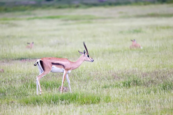 Une Gazelle Broute Dans Les Prairies Savane — Photo