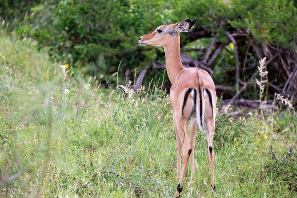 Staat Een Antilope Tussen Planten Savanne — Stockfoto