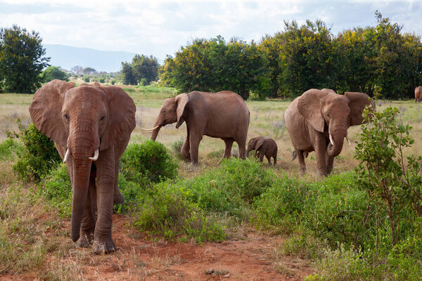 The elephant family in the bush of the samburu national park