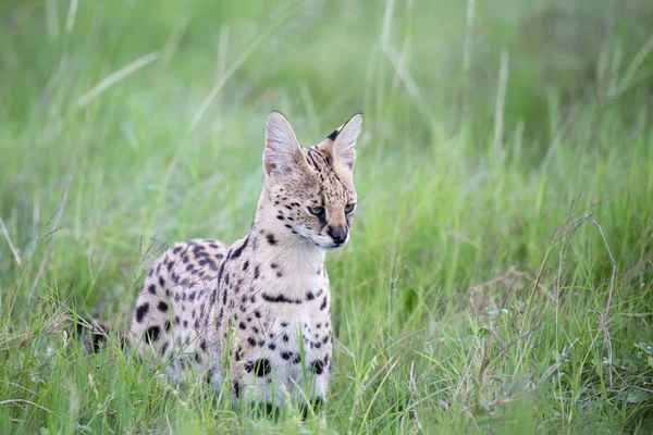 Gato Serval Los Pastizales Sabana Kenia — Foto de Stock