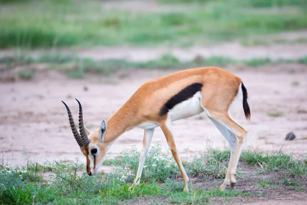 Die Thomsons Gazelle Grasland Kenias Mit Vielen Pflanzen — Stockfoto